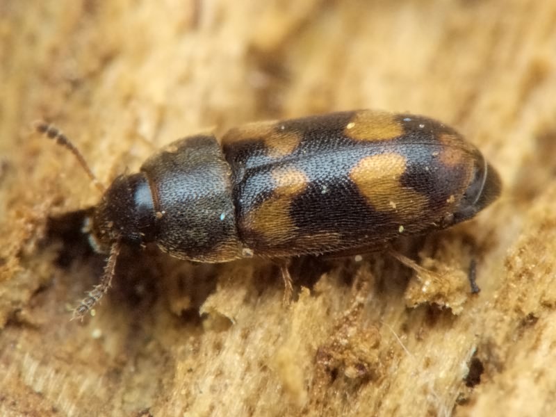 Litargus connexus Geoffroy, 1785